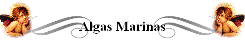 Algas Marinas